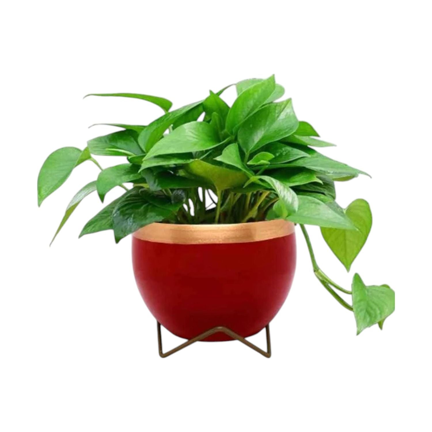 Premium 5" Orchid Pot Collection - Elegant Designs with Stand