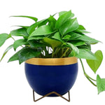 Premium 5" Orchid Pot Collection - Elegant Designs with Stand