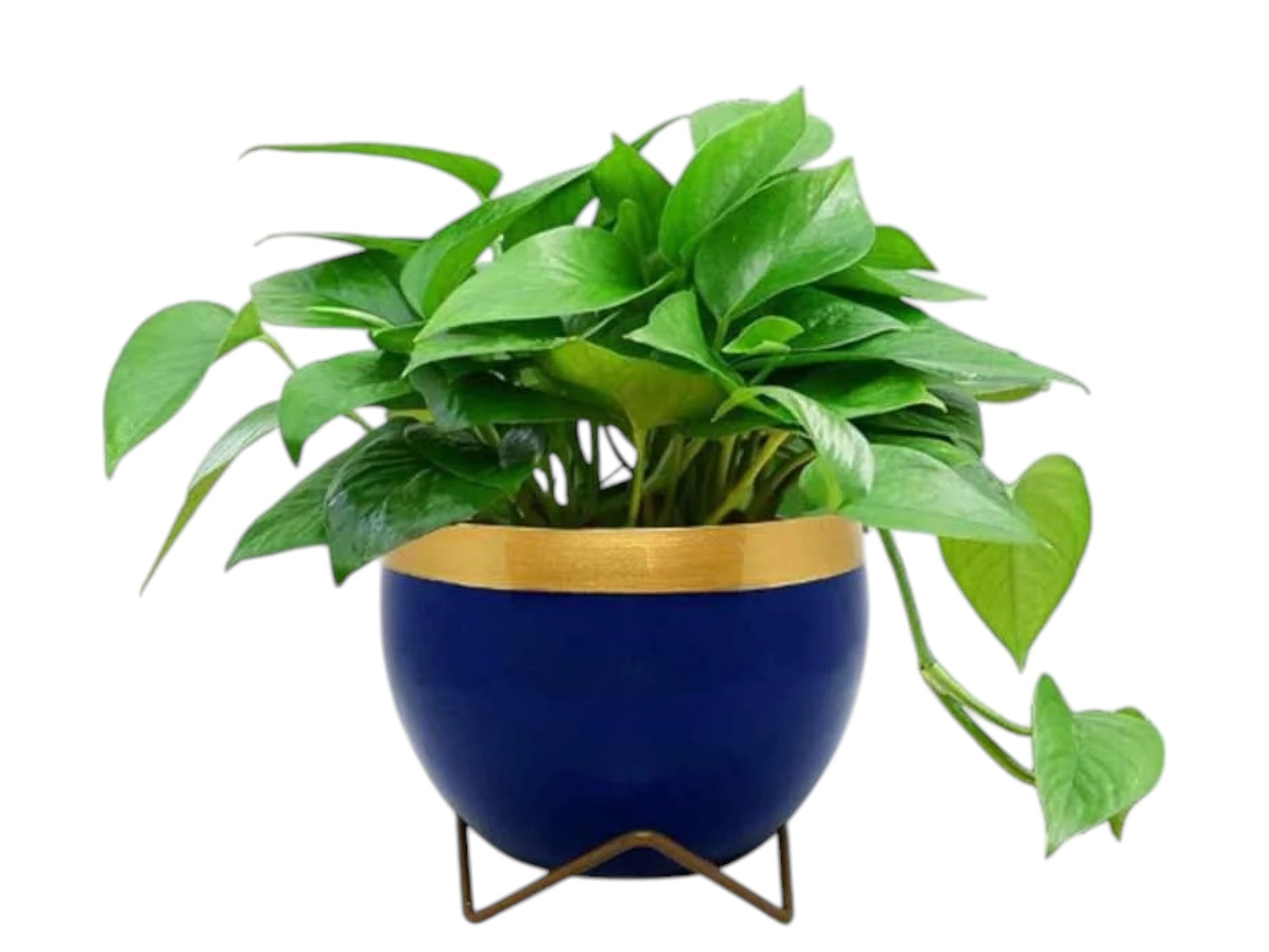 Premium 5" Orchid Pot Collection - Elegant Designs with Stand