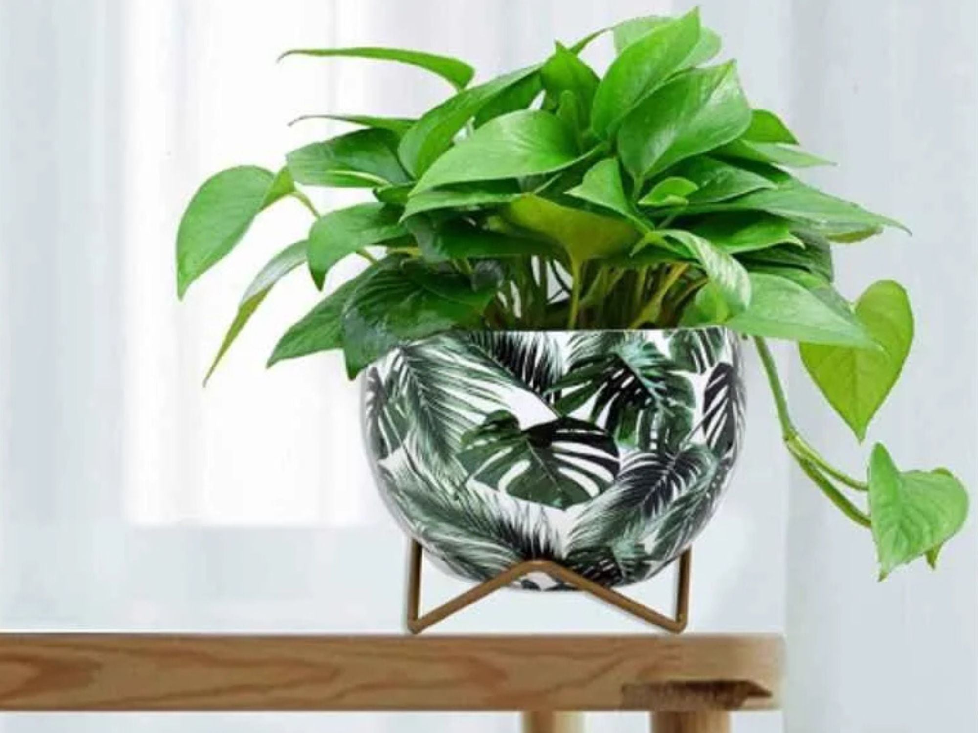 Premium 5" Orchid Pot Collection - Elegant Designs with Stand