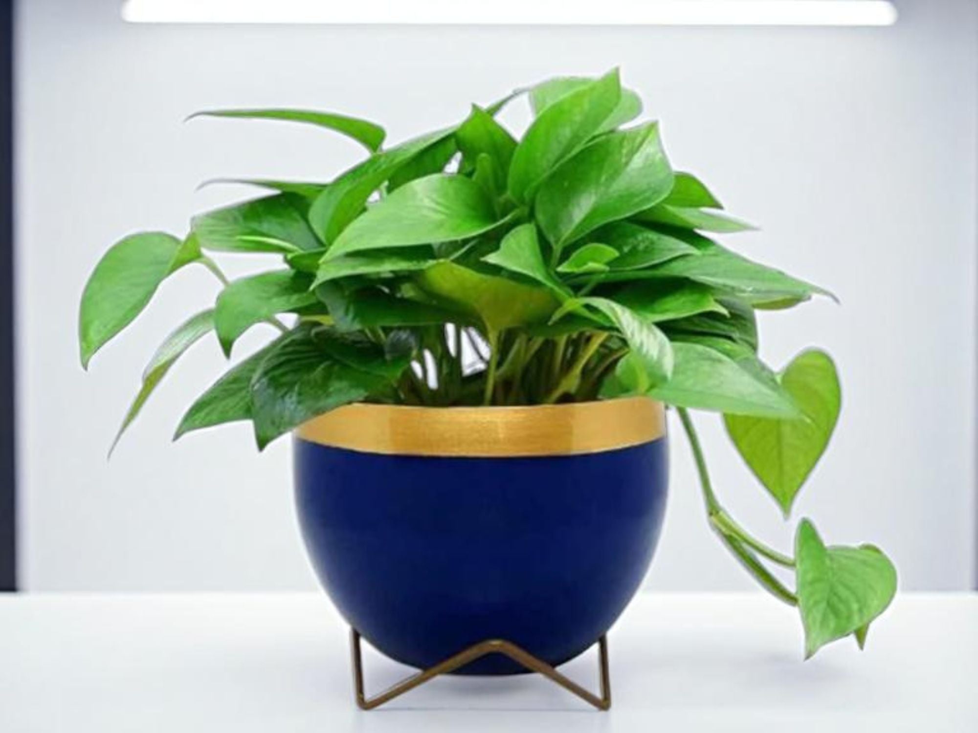 Premium 5" Orchid Pot Collection - Elegant Designs with Stand