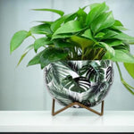 Premium 5" Orchid Pot Collection - Elegant Designs with Stand