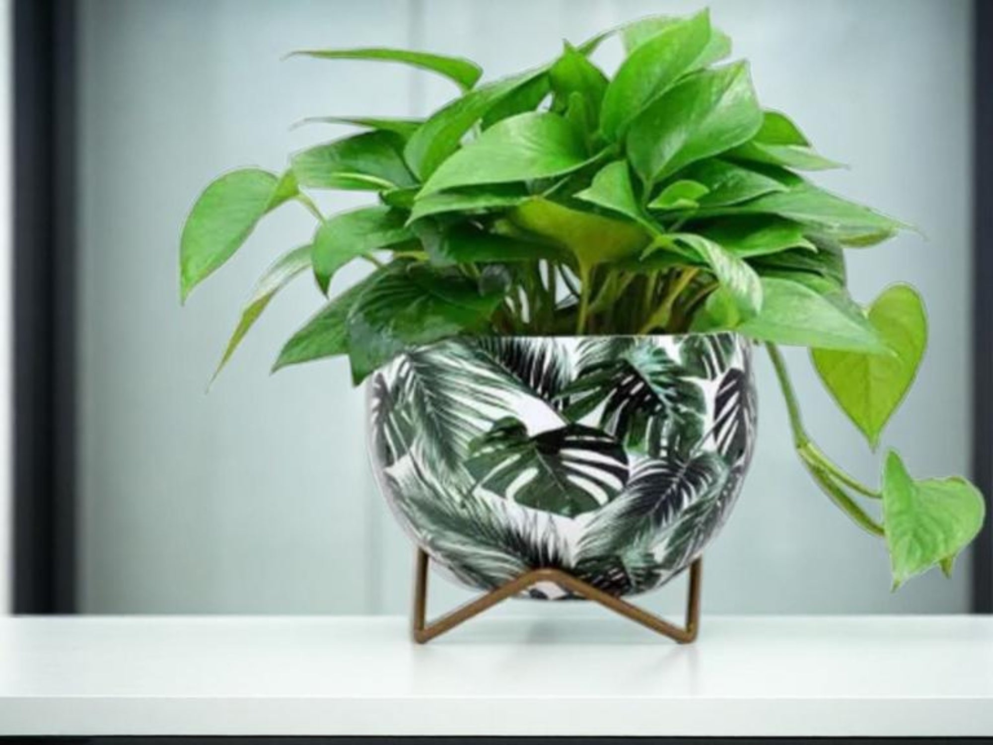 Premium 5" Orchid Pot Collection - Elegant Designs with Stand