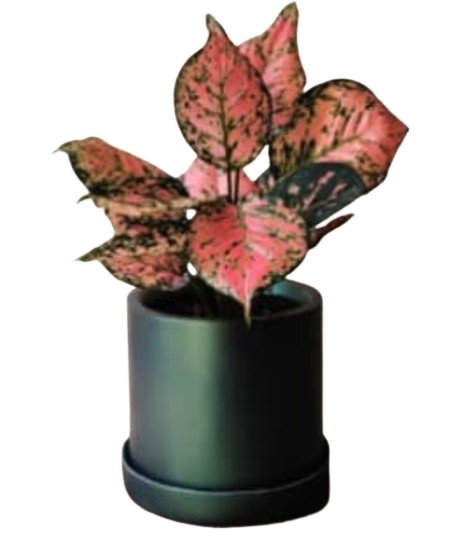 Dark Green Modern Plant Pot with round bottom - Planter at Nestern