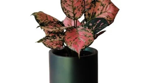 Dark Green Modern Plant Pot with round bottom - Planter at Nestern